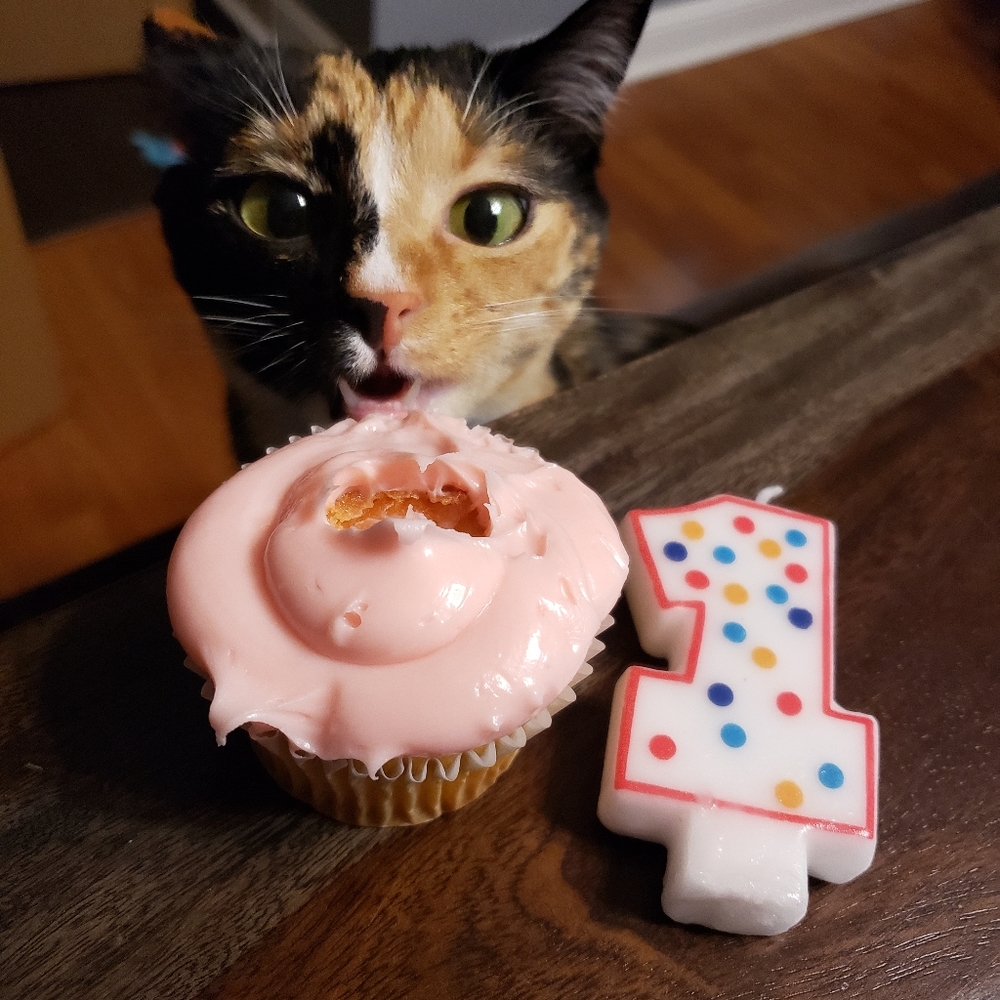 😻 Meet Your Posher's Cats! 😻 - Picture 5 of 16